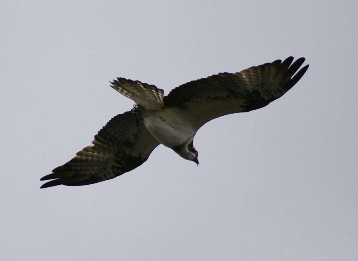 e0197884_18393912.jpg