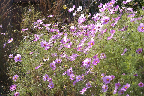 e0197884_18415158.jpg