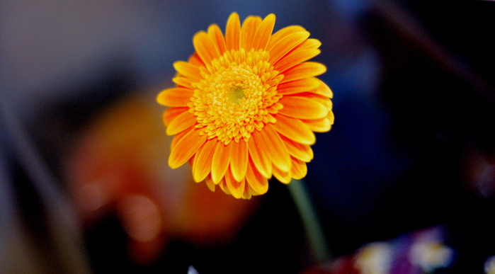 a0157704_3474539.jpg