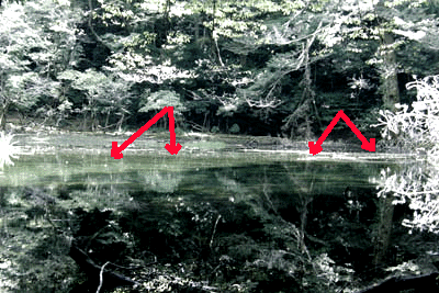 e0103408_3112888.gif
