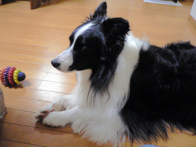 d0059230_8341316.jpg
