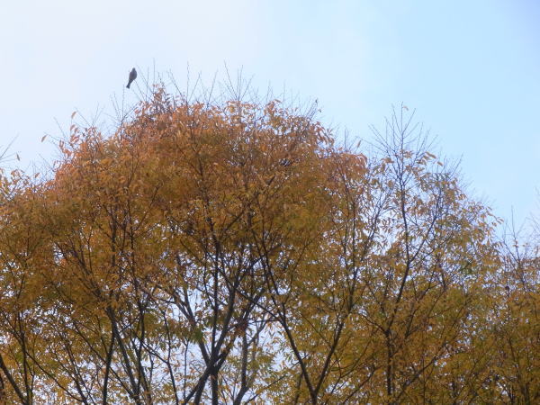 e0153367_2013258.jpg