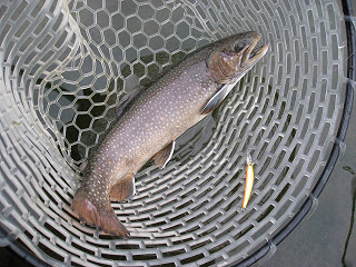 f0065341_20585053.jpg