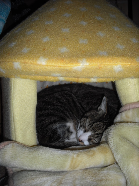 c0194042_20373346.jpg