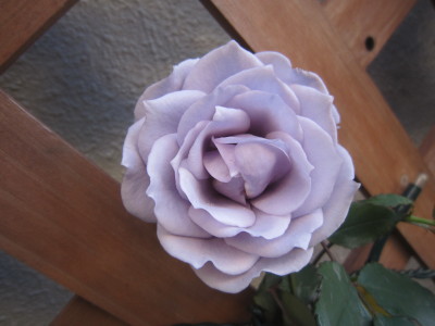 c0202870_826611.jpg