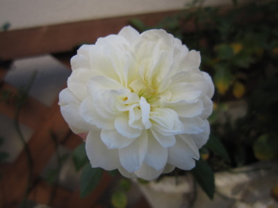 c0202870_837489.jpg
