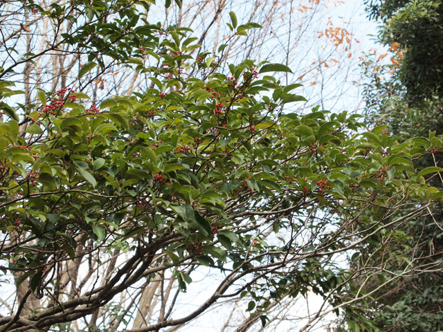 b0194593_17335290.jpg