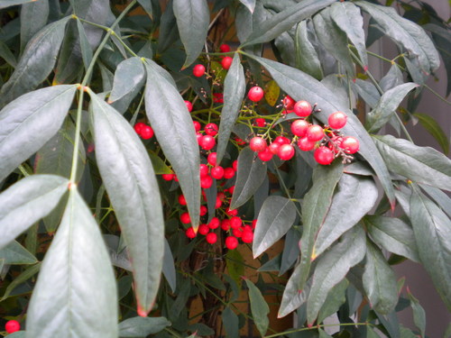 c0163006_15525997.jpg