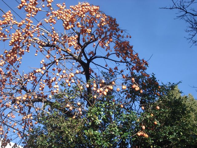 f0084806_436132.jpg