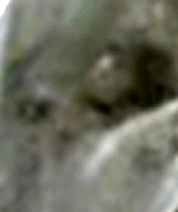 e0103408_2213137.gif