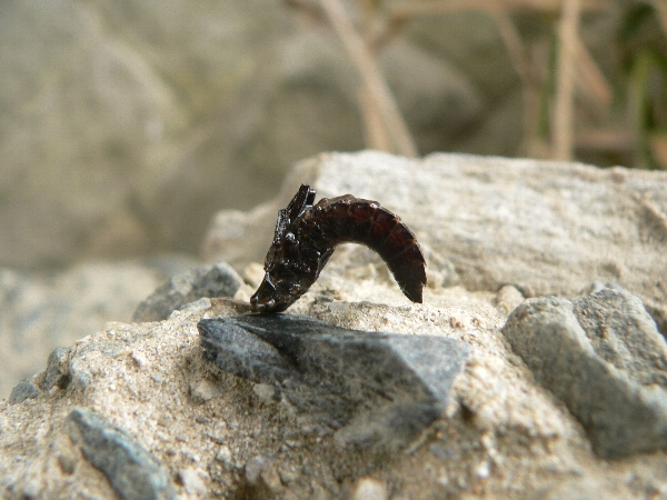 e0002314_2015123.jpg