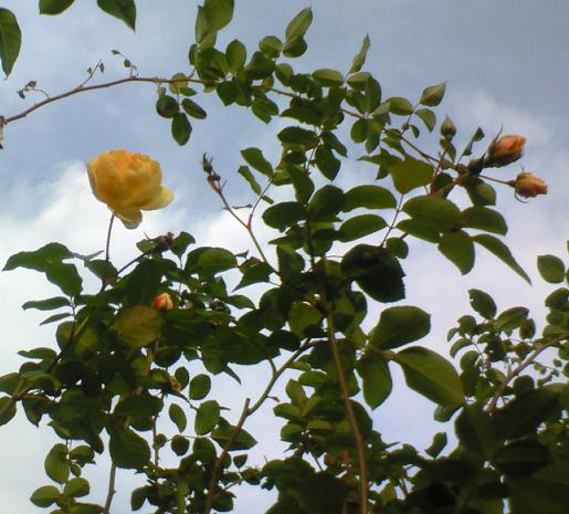 c0097620_2305797.jpg