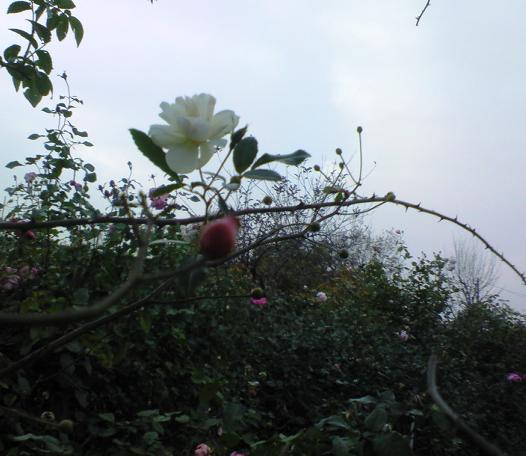 c0097620_2324583.jpg