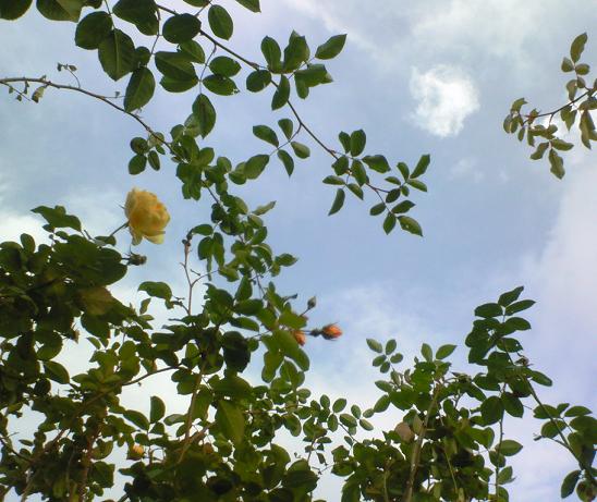 c0097620_2331265.jpg