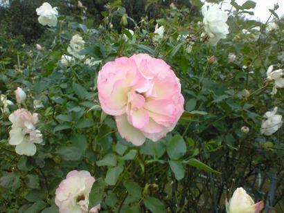 c0097620_233429.jpg