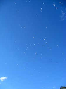c0148627_1426499.jpg