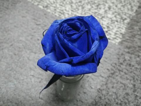 a0150848_881212.jpg