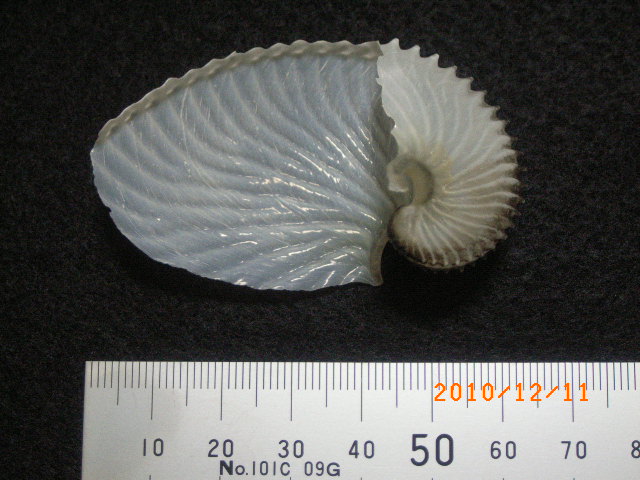 a0157451_21101312.jpg