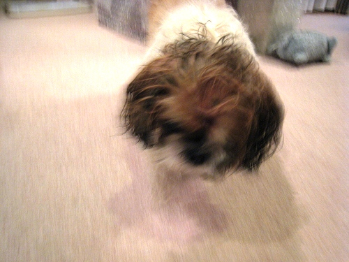 c0043751_2310629.jpg