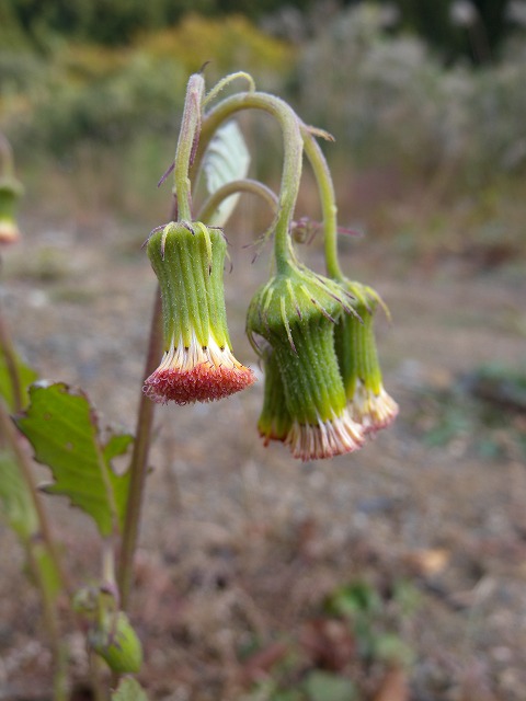 b0104861_19341875.jpg