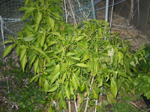 f0018078_1954897.jpg