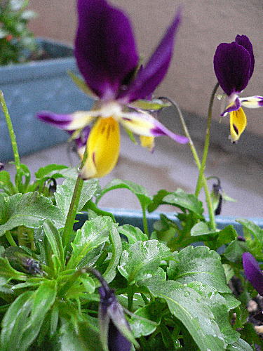 f0014980_22325343.jpg