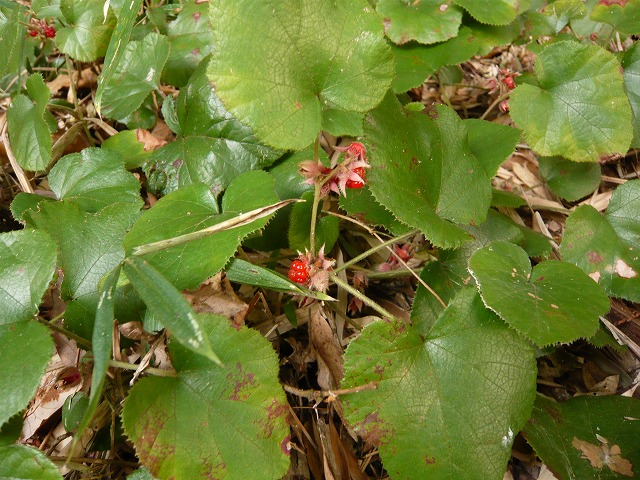 c0165589_15591916.jpg