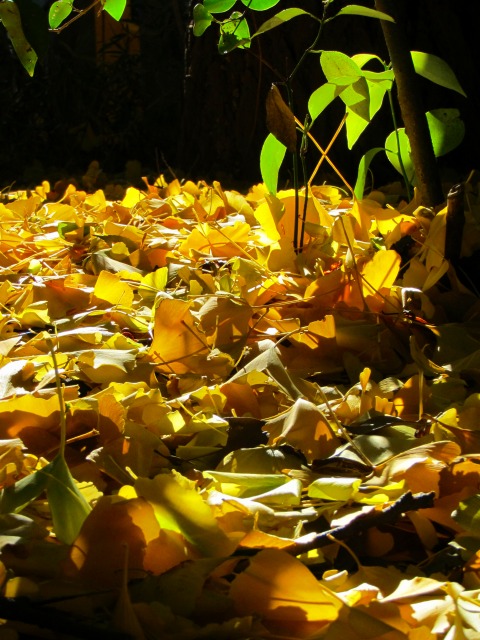 f0039907_221254100.jpg