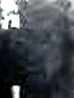 e0103408_16834.gif