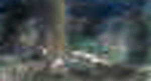 e0103408_17411.gif
