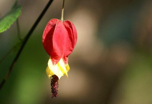 c0042418_95488.jpg