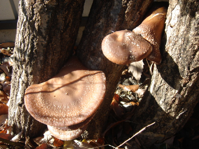 e0151566_1718691.jpg