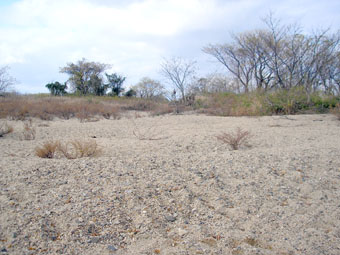 e0083097_22455036.jpg