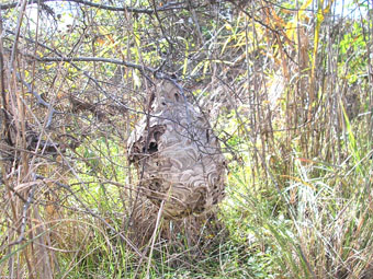 e0083097_22513651.jpg