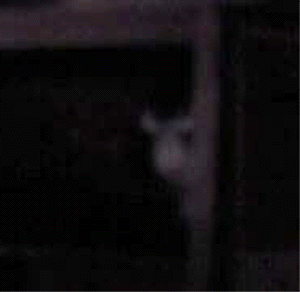 e0103408_12215257.gif
