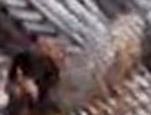 e0103408_1513432.gif