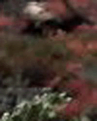 e0103408_15221477.gif