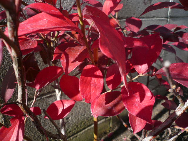 e0026017_14373194.jpg