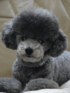 c0136736_19344824.gif