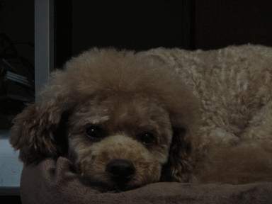 c0136736_19352935.gif