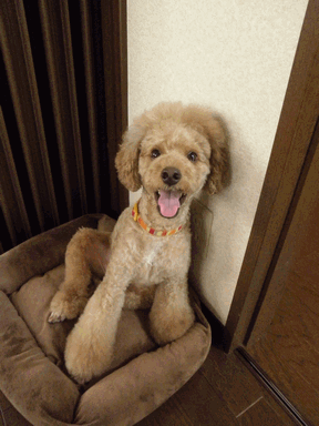c0136736_19374155.gif