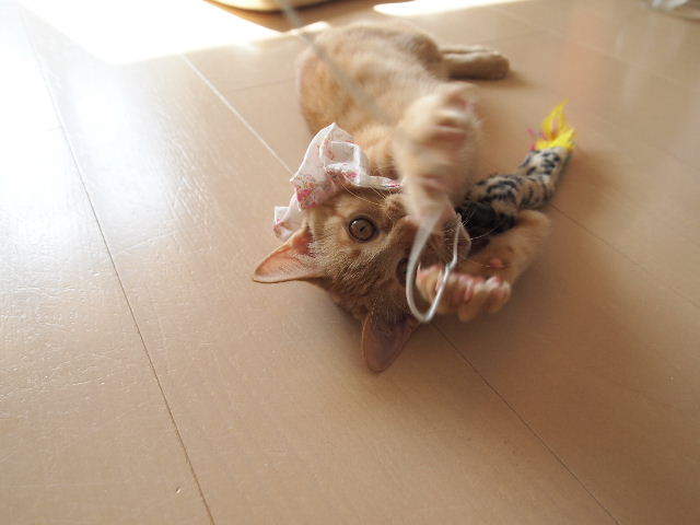 e0003270_2229653.jpg