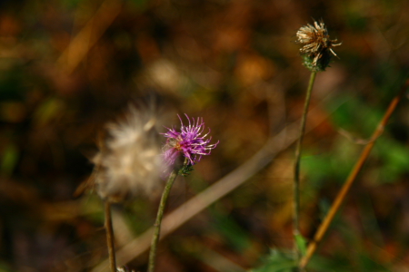 d0133693_9121170.jpg