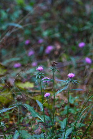 d0133693_9122140.jpg