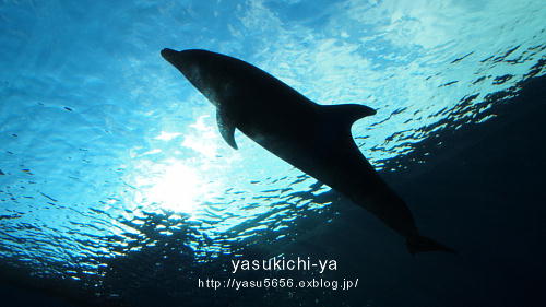 e0048497_20482183.jpg