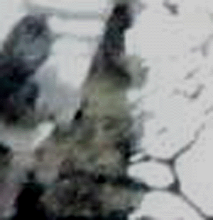 e0103408_0412024.gif