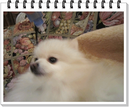 b0167519_9105325.gif