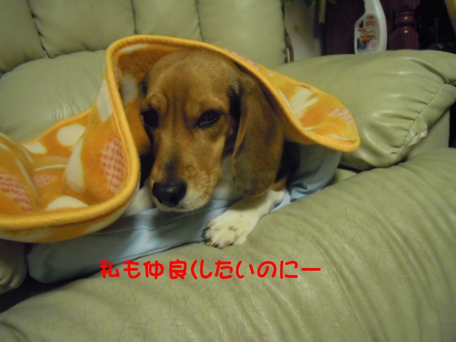 c0166622_23112140.jpg