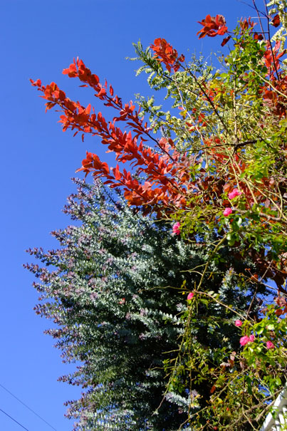 b0075541_17573698.jpg