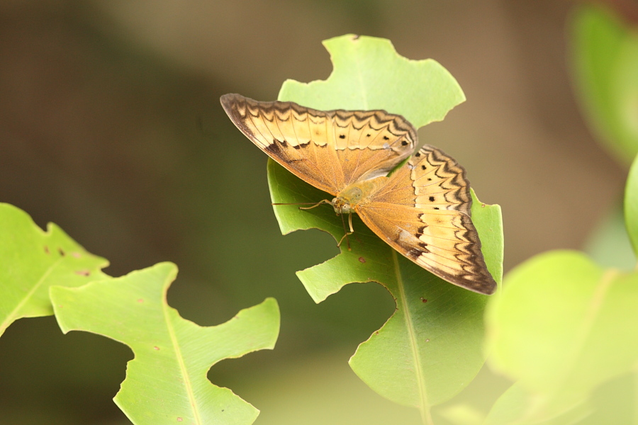 a0094850_9192116.jpg